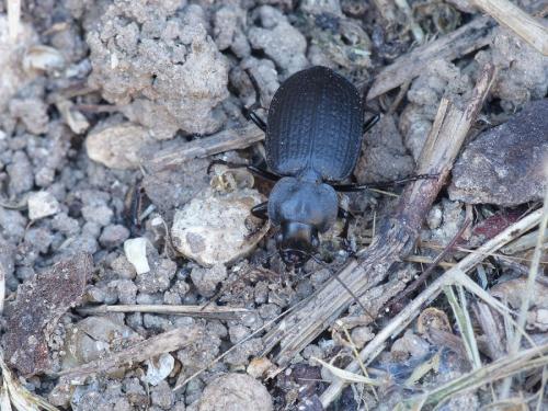 Réf. 195 874 : Licinus punctatulus